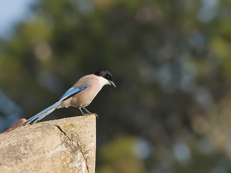 Cyanopica cyana Azure-winged Magpie Blauwe Ekster